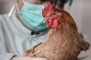 Επείγουσα ενημέρωση πτηνοτρόφων και κατόχων οικόσιτων πουλερικών για τη γρίπη των πτηνών