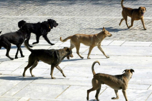 Μετά το θόρυβο για τα αδέσποτα ο δήμος Κιλκίς παίρνει μέτρα για τα δεσποζόμενα!