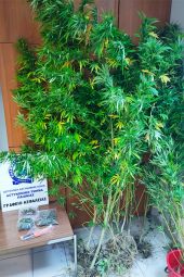 Αστυνομικοί της Παιονίας συνέλαβαν καλλιεργητή κάνναβης στην Ημαθία