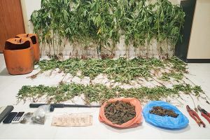 Από αστυνομικούς της Παιονίας εντοπίστηκε φυτεία δενδρυλλίων κάνναβης σε αγροτική περιοχή της Θεσσαλονίκης