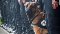 #JeSuisChien: Φόρος τιμής στο νεκρό αστυνομικό σκύλο στο Παρίσι