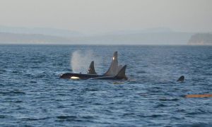 Ισπανία: Ιστιοφόρο δέχτηκε επίθεση από όρκες