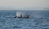 Ισπανία: Ιστιοφόρο δέχτηκε επίθεση από όρκες