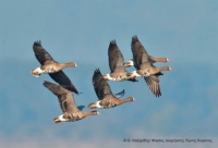 Αυξήθηκε ο πληθυσμός της παγκοσμίωςαπειλούμενης νανόχηνας