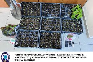 Από το ΑΤ Παιονίας συνελήφθησαν στην Ημαθία δυο άτομα για καλλιέργεια κάνναβης