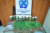 Από αστυνομικούς της Παιονίας συνελήφθη ημεδαπός για καλλιέργεια 78 δενδρυλλίων κάνναβης
