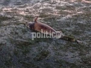 Νέα παραλία Θεσσαλονίκης: Ξεβράστηκε νεκρό δελφίνι (Φώτο και Βίντεο)