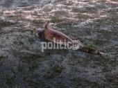 Νέα παραλία Θεσσαλονίκης: Ξεβράστηκε νεκρό δελφίνι (Φώτο και Βίντεο)