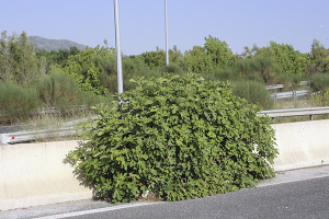 Τη συκιά και τα μάτια σας!