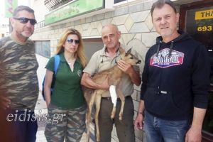 Τραγική η εξέλιξη για το πανέμορφο ζαρκαδάκι...