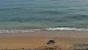 Μακεδονία: Νεκρά εντοπίστηκαν δύο δελφίνια και μία θαλάσσια χελώνα