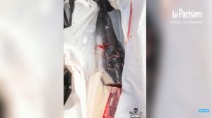 Γαλλία: Χάραξαν ομοφοβικά μηνύματα σε δελφίνια! – Προσοχή σκληρές εικόνες