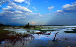 Θεσσαλονίκη: Νεκρά ψάρια εμφανίστηκαν στη λίμνη Κερκίνη