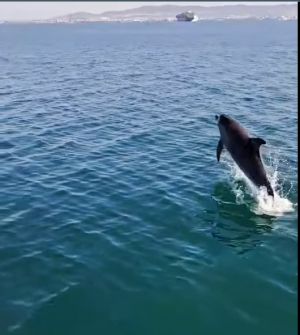 Θεσσαλονίκη: Δελφίνια εμφανίστηκαν στον Θερμαϊκό (vid)