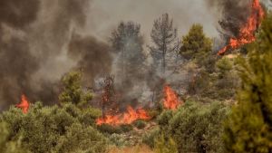 Θεσσαλονίκη: Υπό έλεγχο η φωτιά στην Θέρμη