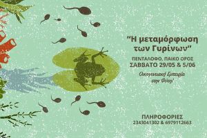 Η μεταμόρφωση των Γυρίνων στο Πάικο
