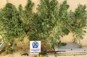 Σύλληψη για καλλιέργεια δενδρυλλίων κάνναβης και παράβαση νομοθεσίας περί όπλων