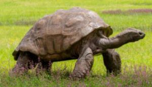 Ο Τζόναθαν, η γηραιότερη χελώνα στον κόσμο έκλεισε τα 190! (vid)