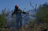 Σε εξέλιξη πυρκαγιές στα διόδια Αφιδνών και στα Οινόφυτα