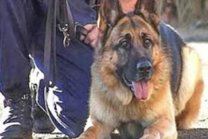Ο αστυνομικός σκύλος του Κιλκίς ξερίζωσε 500 δενδρύλλια κάνναβης!