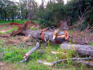 Ή καλύπτετε τις ανάγκες μας σε καυσόξυλα ή στο ...εδώλιο