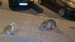 Ωραιόκαστρο: Αλεπού έξω από πολυσύχναστη καφετέρια – Δείτε το βίντεο