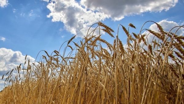 Ουκρανία: Αυξήθηκαν κατά 22,7% οι εξαγωγές αγροτικών προϊόντων τον Ιούλιο
