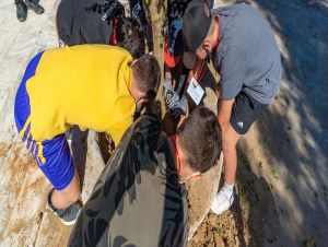 Τιτάν: Μια ροδιά σύμβολο για το μέλλον