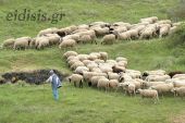 ΥΠΑΑΤ: Νέες αποφάσεις για τη στήριξη των κτηνοτρόφων