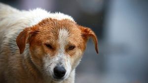 Θεσσαλονίκη: Στον ανακριτή ο 25χρονος που σκότωσε σκύλο (vid)