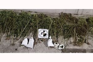 Από το Τμήμα Ασφάλειας Κιλκίς εντοπίστηκε φυτεία κάνναβης σε περιοχή της Θεσσαλονίκης και 17,4 κιλά κάνναβης