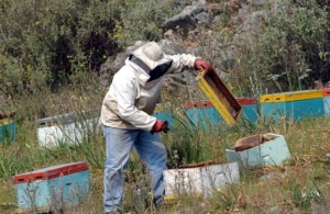Συνελήφθη μελισσοκόμος για τη φωτιά στα Κύθηρα