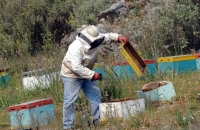Συνελήφθη μελισσοκόμος για τη φωτιά στα Κύθηρα
