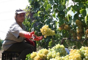 Από το εργαστήριο στο χωράφι