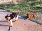 Χρηματοδότηση Δήμων για τη λειτουργία καταφυγίων αδέσποτων ζώων