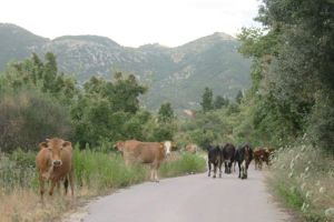 Πρόσκληση εκδήλωσης ενδιαφέροντος του Δ. Κιλκίς για τη διαχείριση των ανεπιτήρητων παραγωγικών ζώων