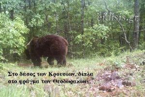 Η ΠΡΩΙΝΗ του Κιλκίς αποκαλύπτει: Η αρκούδα των Κρουσίων απολαμβάνει το μέλι στα Θεοδωράκια!