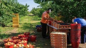 Στον «αέρα» μόλις μία ημέρα η ηλεκτρονική πλατφόρμα για καταγραφή εκτάσεων με παραμορφωμένα ροδάκινα και νεκταρίνια και ήδη το ενδιαφέρον καταγράφεται έντονο
