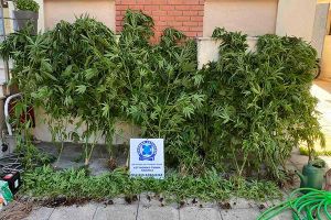 Αστυνομικοί της Παιονίας ξερίζωσαν στην Ημαθία μεγάλη φυτεία κάνναβης (ΒΙΝΤΕΟ - ΦΩΤΟ)