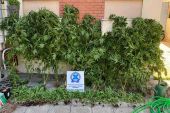 Αστυνομικοί της Παιονίας ξερίζωσαν στην Ημαθία μεγάλη φυτεία κάνναβης (ΒΙΝΤΕΟ - ΦΩΤΟ)