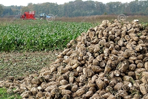 Στην σύσταση συνεταιρισμού προχωρούν οι τευτλοπαραγωγοί