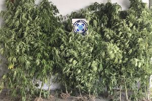 Συνελήφθησαν 5 άτομα και κατασχέθηκαν 33 δενδρύλλια κάνναβης