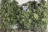Συνελήφθησαν 5 άτομα και κατασχέθηκαν 33 δενδρύλλια κάνναβης