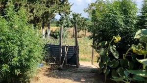Θεσσαλονίκη: Χειροπέδες σε ηλικιωμένο που καλλιεργούσε “μίνι” δάσος κάνναβης στην αυλή του (vid)