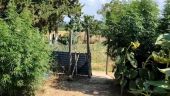 Θεσσαλονίκη: Χειροπέδες σε ηλικιωμένο που καλλιεργούσε “μίνι” δάσος κάνναβης στην αυλή του (vid)
