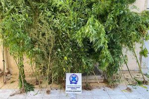Συλλήψεις δύο ατόμων στη Θεσσαλονίκη από αστυνομικούς του Κιλκίς για δενδρύλλια και ποσότητα κάνναβης