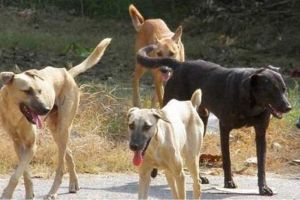 Επίθεση από αδέσποτα σκυλιά