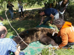 Ραδιοσήμανση για τη μείωση τροχαίων με αρκούδα