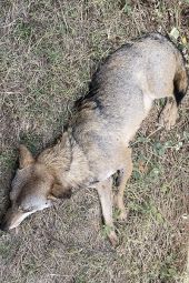 Διπλή επίθεση στον Λύκο που βρέθηκε τραυματισμένος στη Δοϊράνη. Πυροβολήθηκε και χτυπήθηκε από αυτοκίνητο