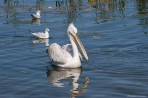 Αργυροπελεκάνος θύμα λαθροθηρίας στο Δέλτα Έβρου